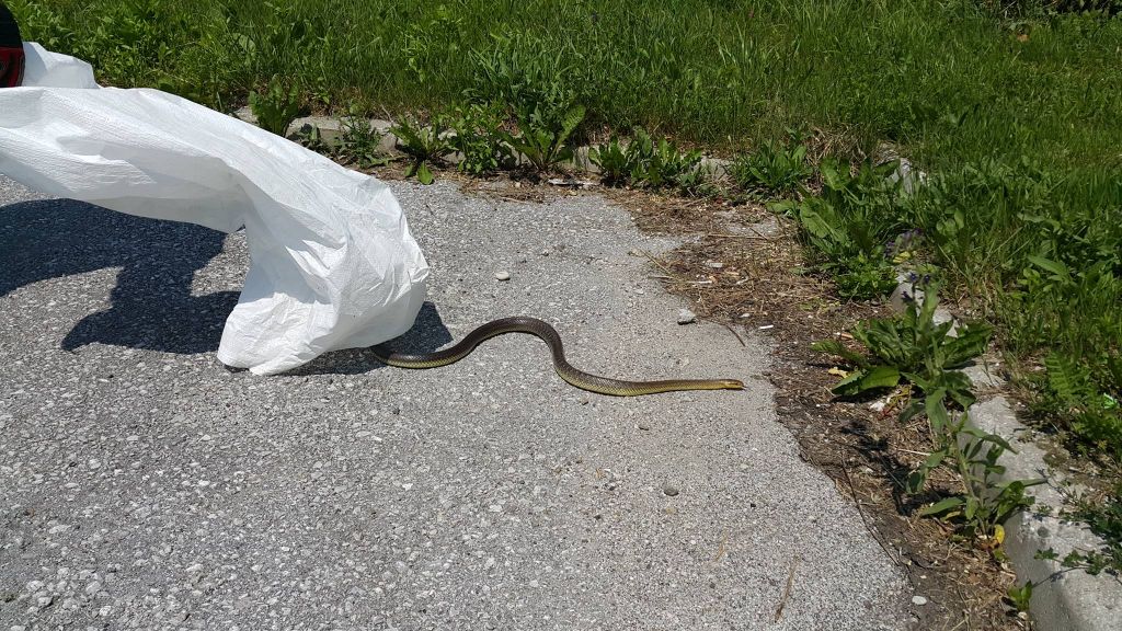 FOTO: Pri motorju avtomobila našli veliko kačo