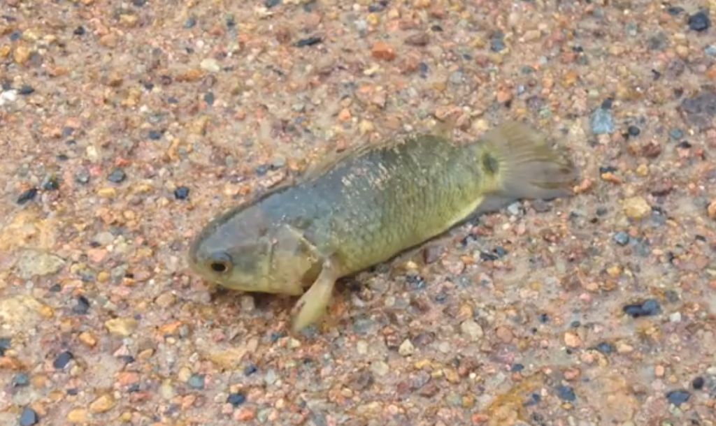VIDEO: Avstralija v paniki: riba na kopnem hodila in dihala
