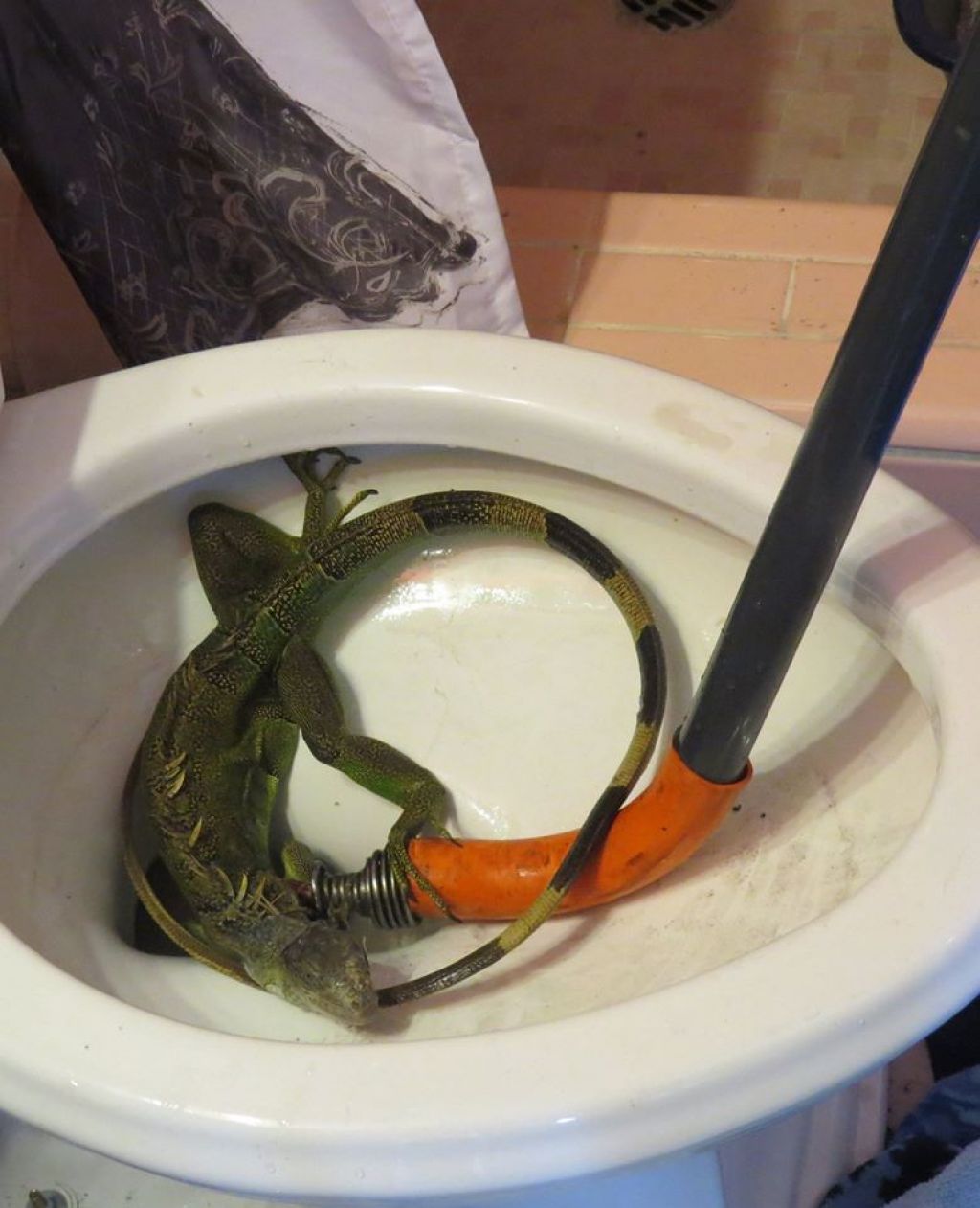 FOTO: Šokirana, kaj je mojster potegnil iz WC-školjke