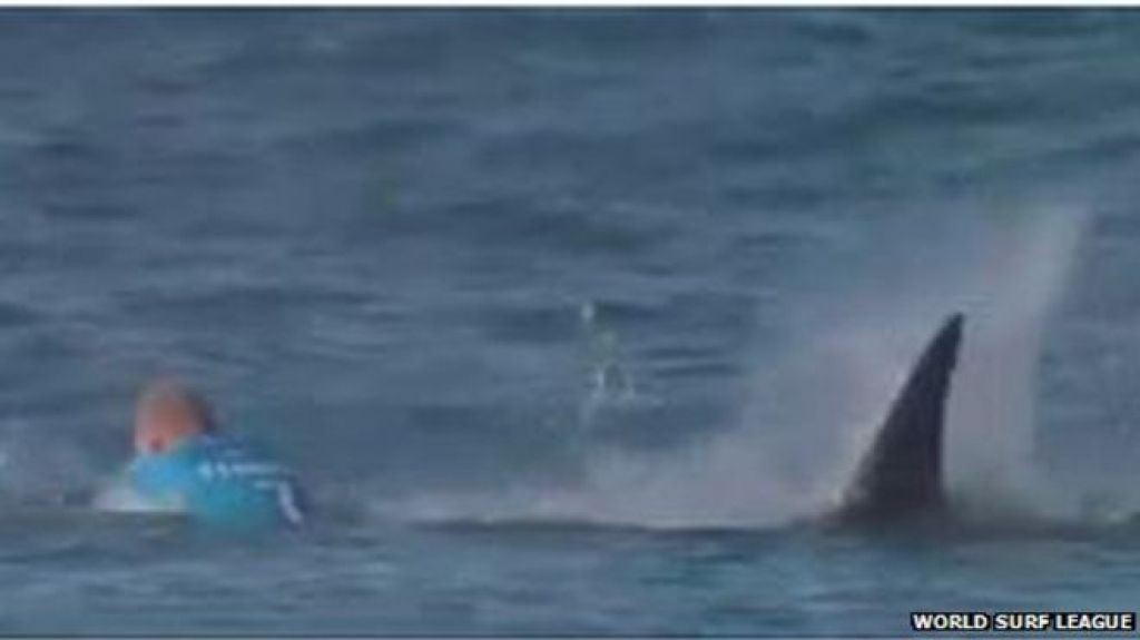 VIDEO: Sredi tekmovanja: deskarja napadel morski pes
