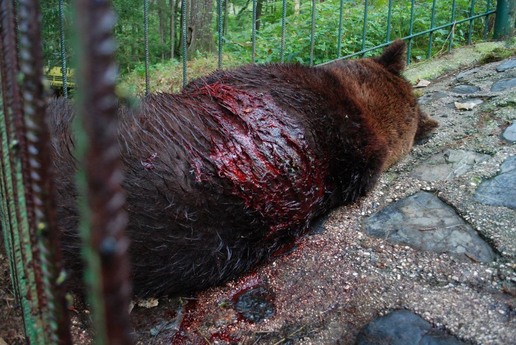 FOTO: Medved Tim hudo ranjen, prizor je bil grozljiv