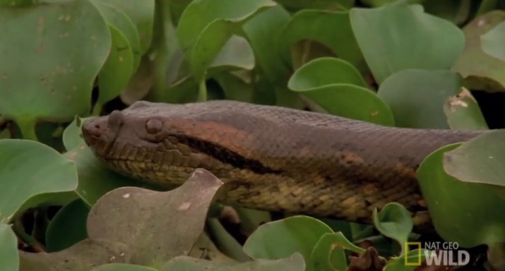 VIDEO: Na cesti našli ogromno anakondo