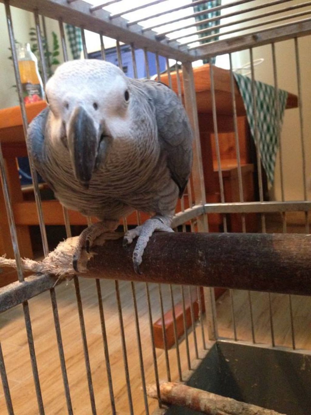 Zavetišče prodalo papagaja: Idiotov ne briga, da je treba plačati zaposlene