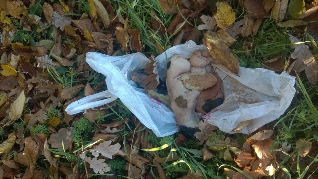 Pasje mladiče dal v plastično vrečo in jih pustil umreti