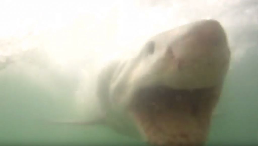VIDEO: Morski pes napadel 11-letnika