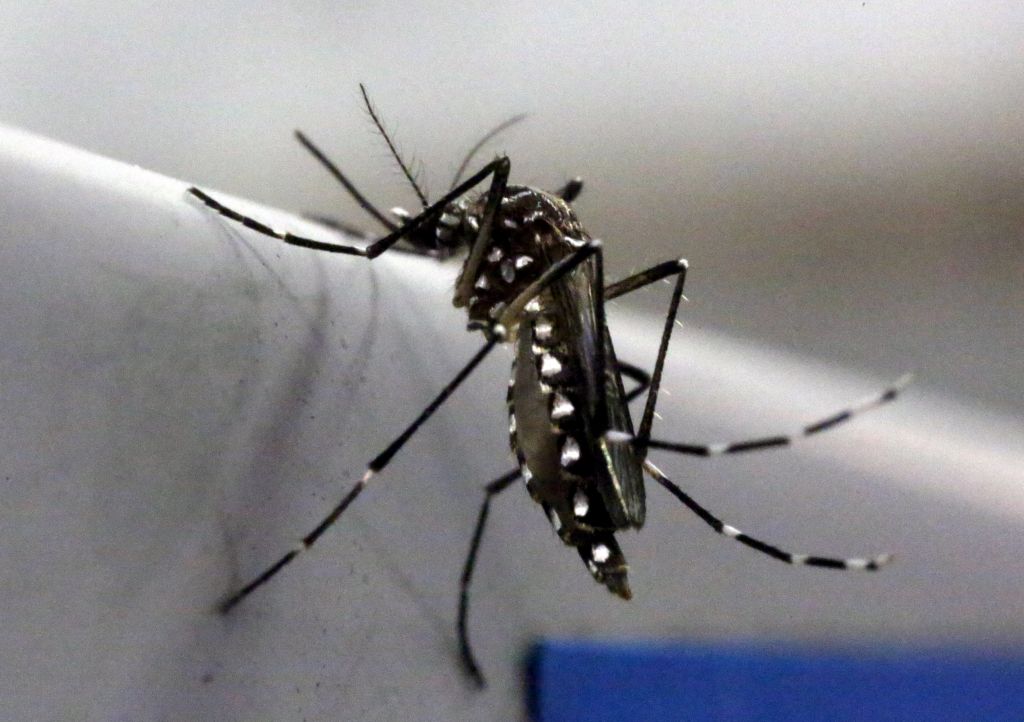 Preplah: potrdili, da se zika prenaša s spolnimi odnosi