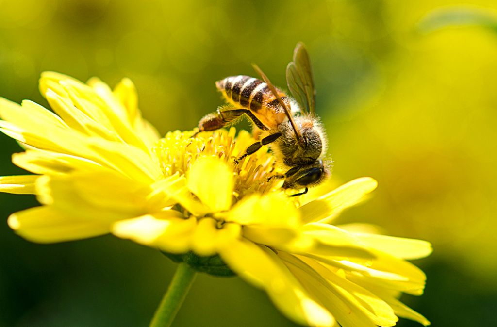 Janša gre v svet, njegov rojstni dan razglasili za svetovni dan čebel