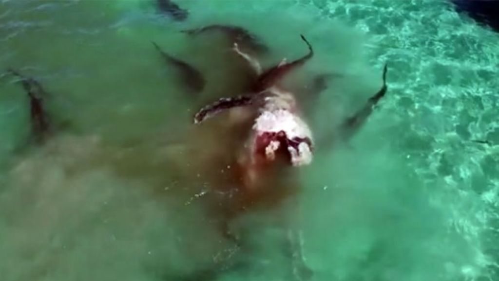 FOTO: O njem vsi govorijo: grozljivi morski pes z dvema glavama