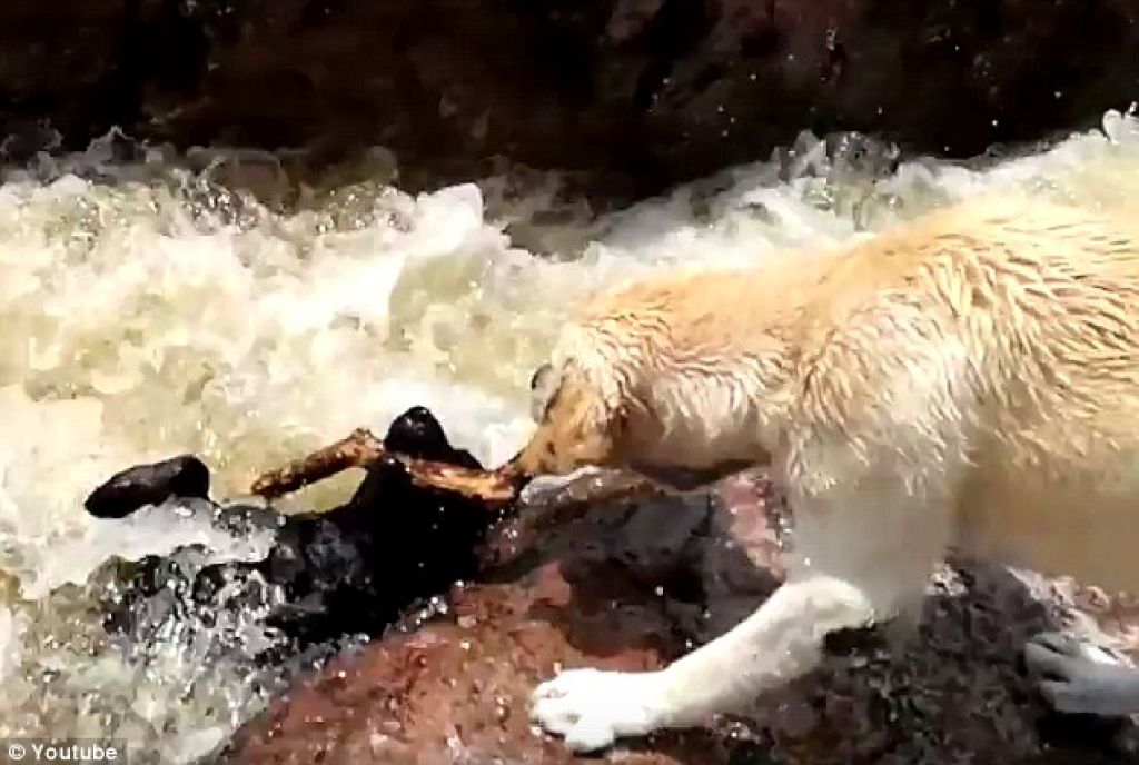 VIDEO: Kuža rešil pasjega prijatelja. Morda pa je hotel le palico?