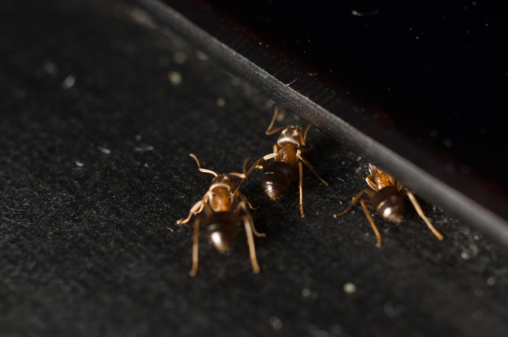 Kako se enkrat za vselej znebiti mravelj in pajkov