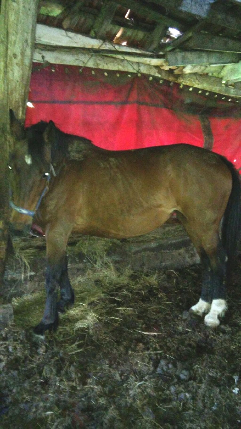 FOTO: Po hudi nesreči, ki se je končala s smrtjo: policija išče lastnika konj