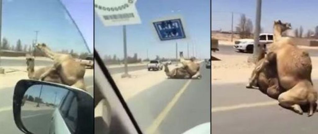 VIDEO: Seks sredi ceste v muslimanskem Dubaju