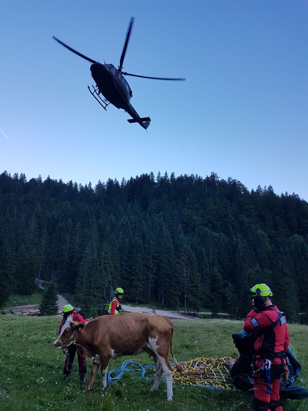 FOTO: Kravi na pomoč s helikopterjem