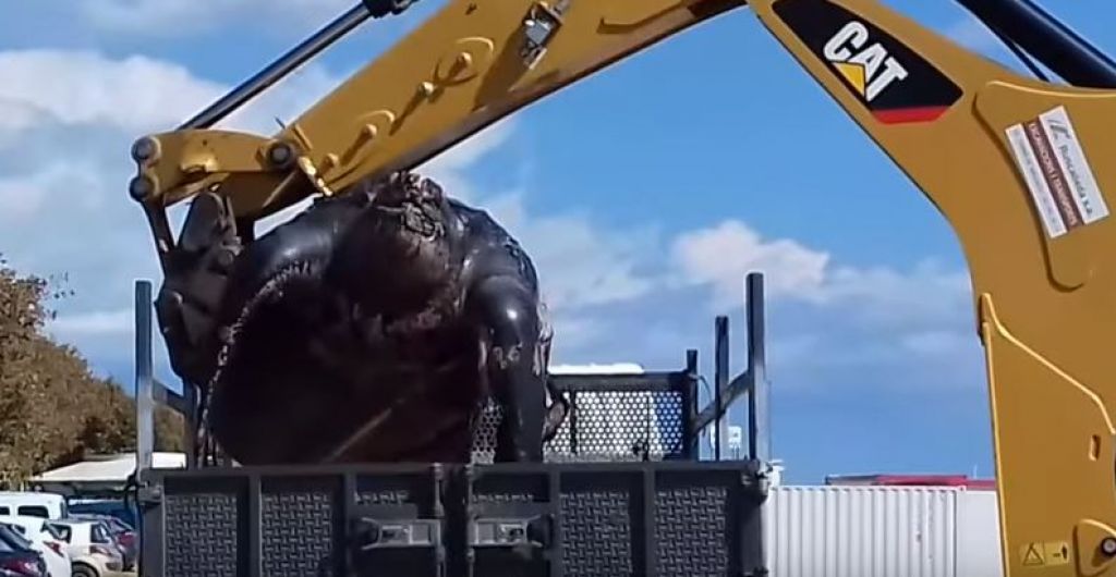 VIDEO: Tako so premaknili 700-kilogramsko želvo