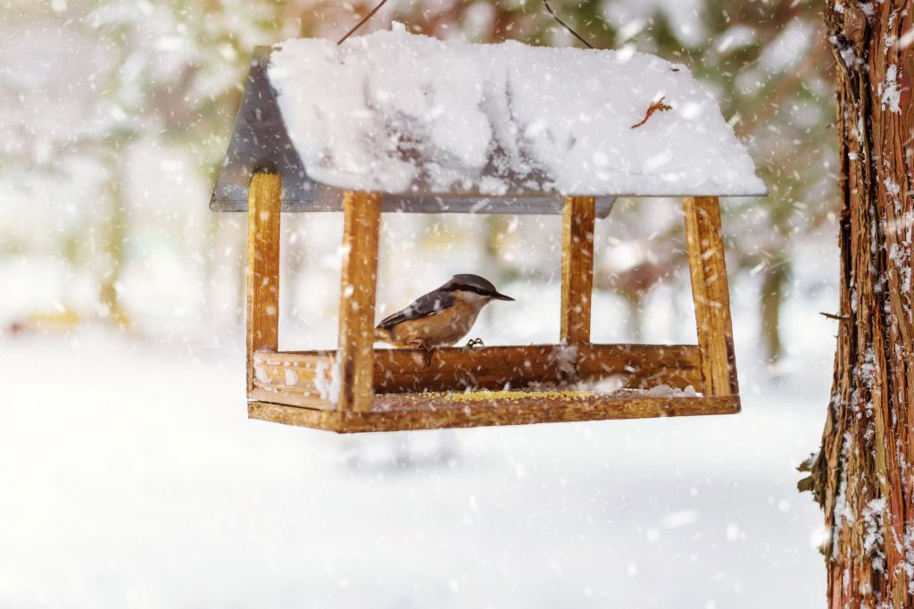 Zimsko krmljenje ptic