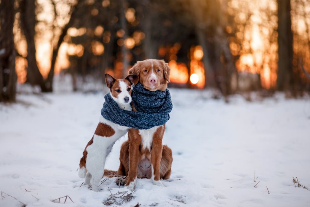 V mrzlih dneh je treba poskrbeti tudi za toplo in varno zavetje živali