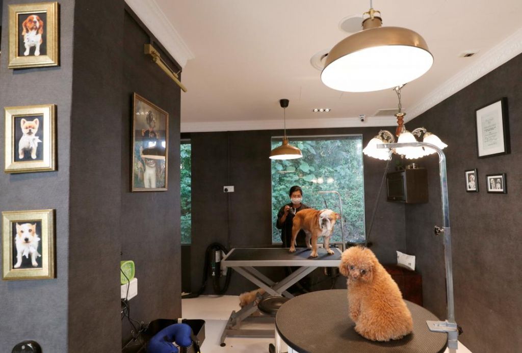 The Wagington – luksuzni hotel za pse in mačke