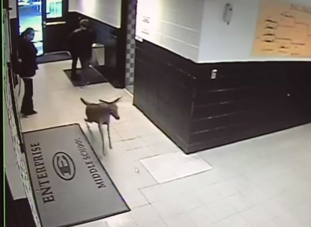 VIDEO: Pozor, po šolskem hodniku drsa jelen