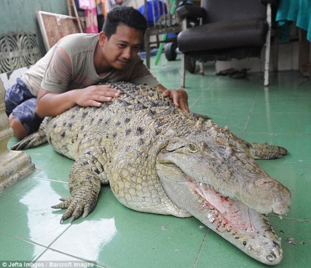 S trimetrskim krokodilom živi že več kot dvajset let