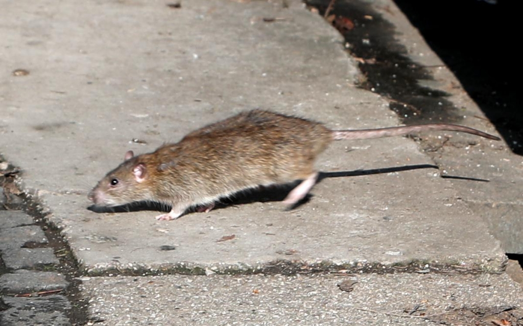 FOTO: Invazija podgan pred polikliniko