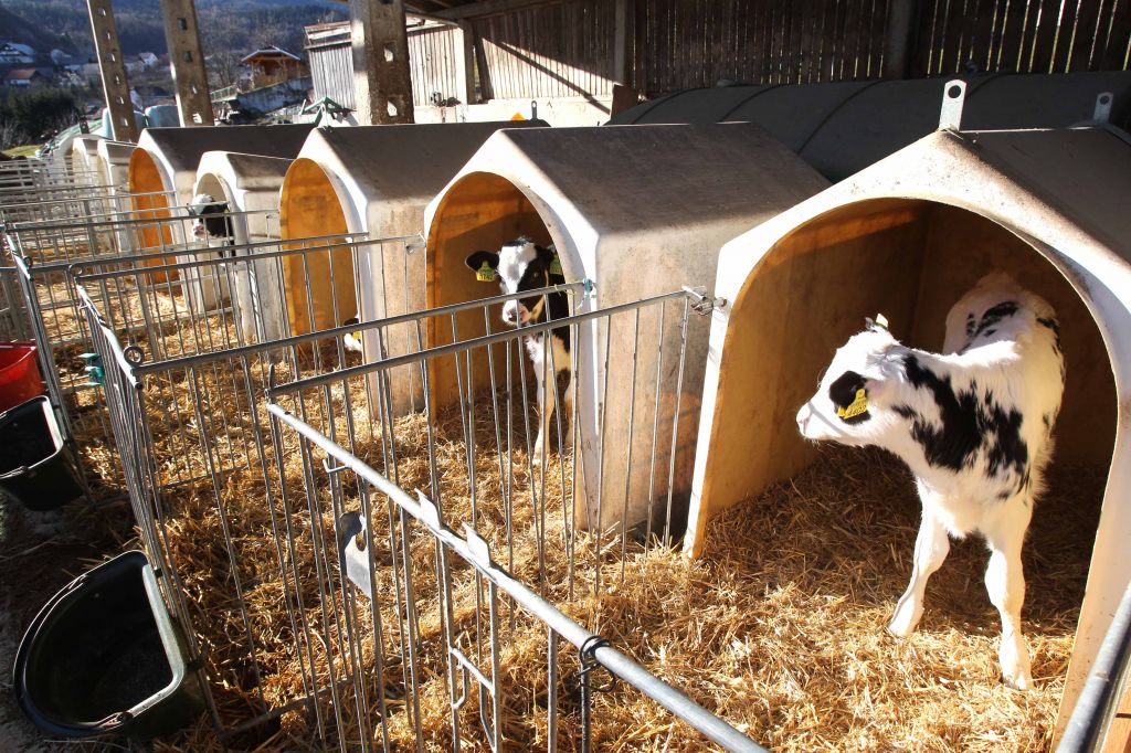 Na Repečnikovi kmetiji se krave molzejo same