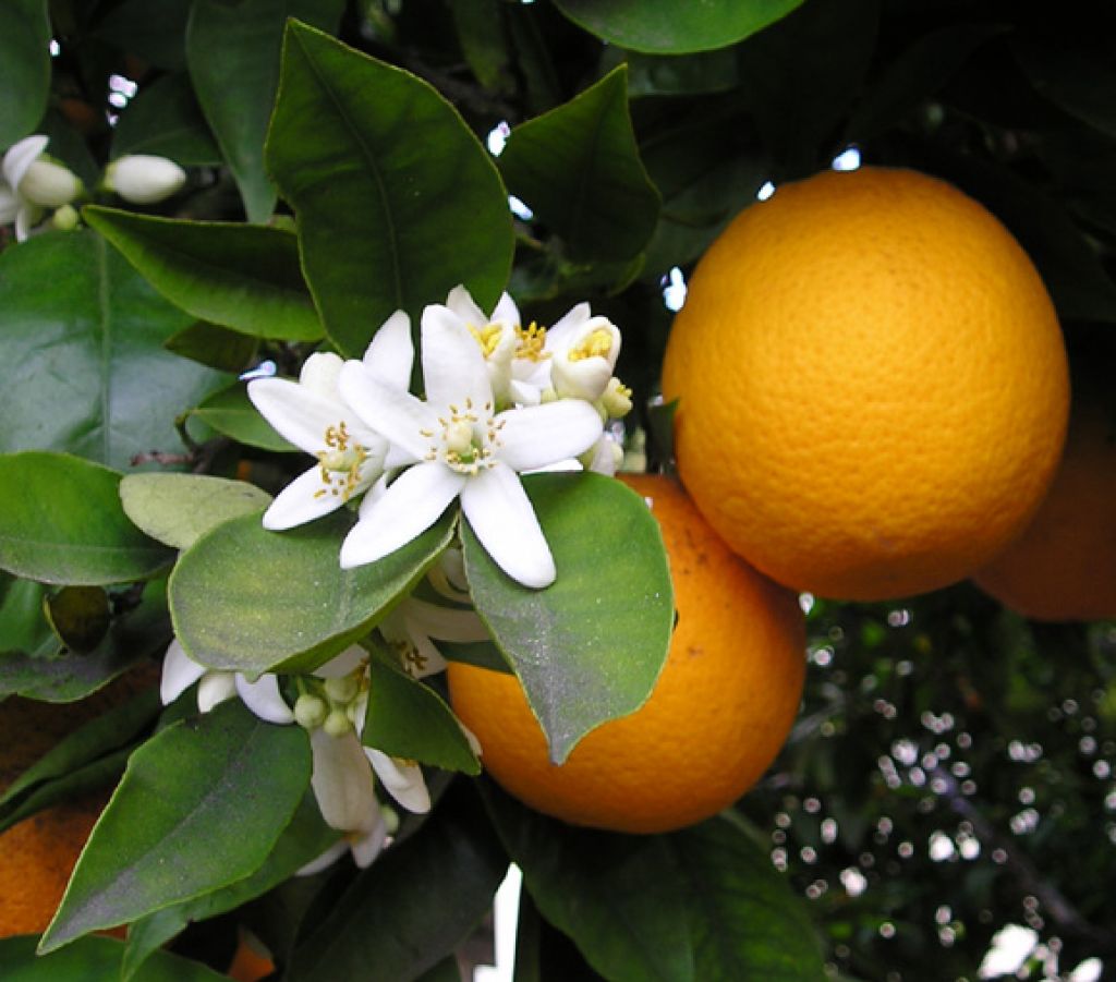 Sočne pomaranče