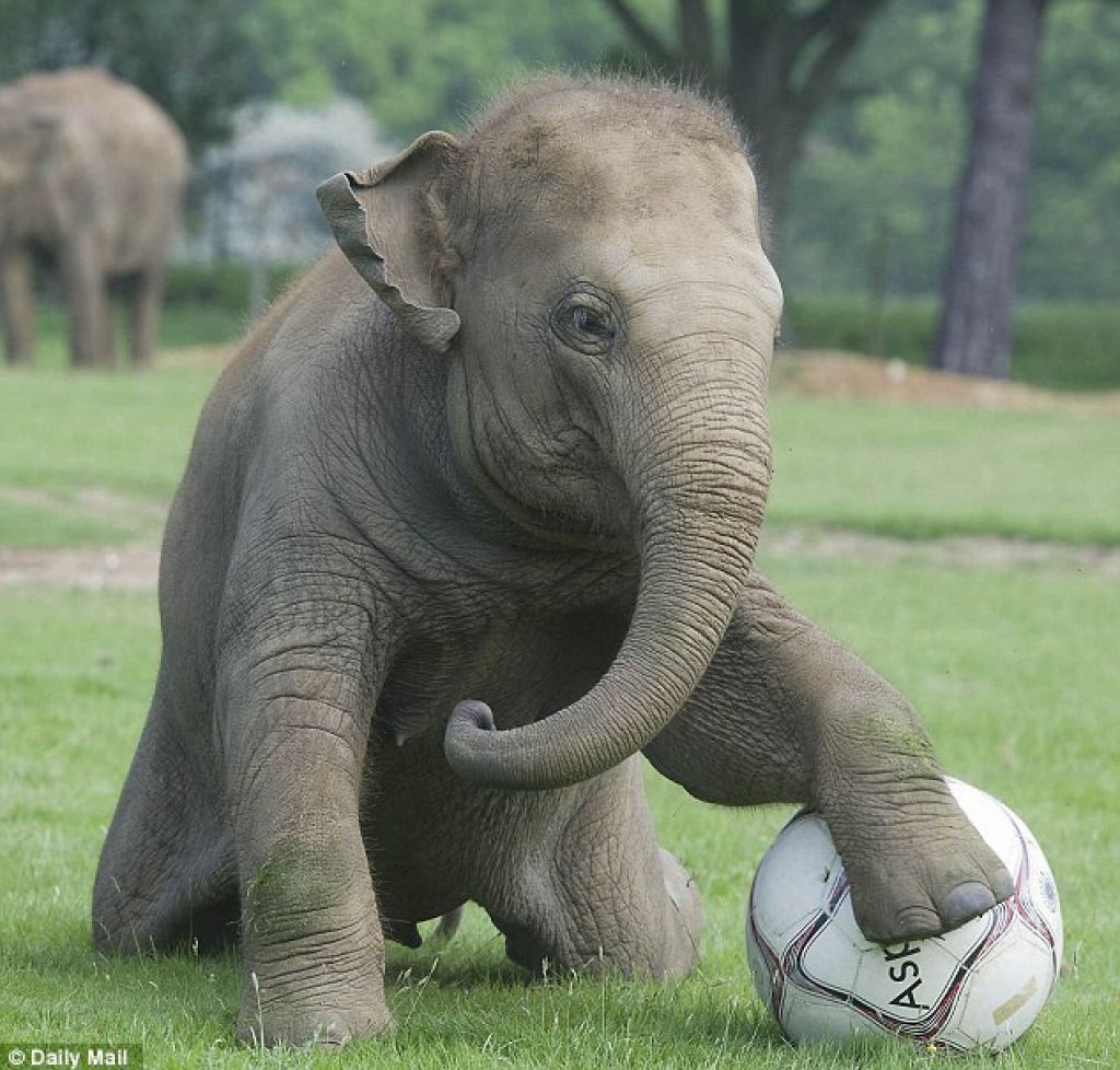 Fuzbalerka Donna  je Messi med sloni