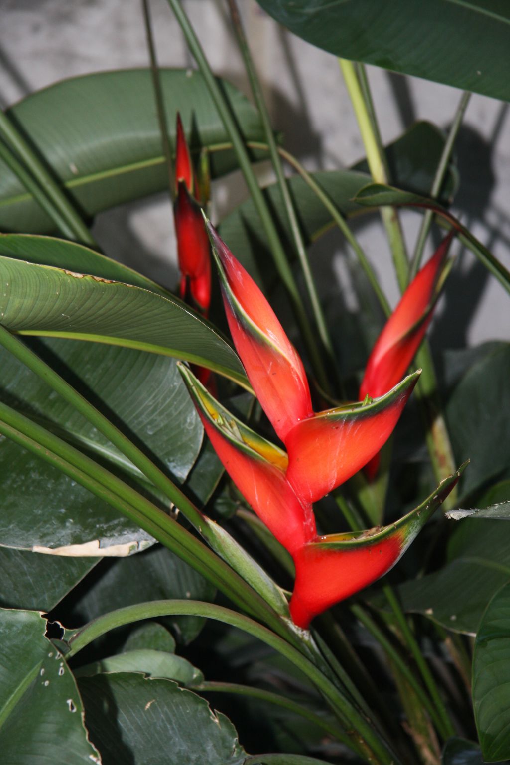 Tropska vročina – tropski rastlinjak
