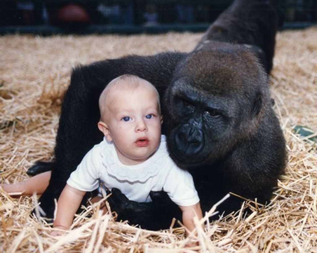 Gorila poljubljala otroka