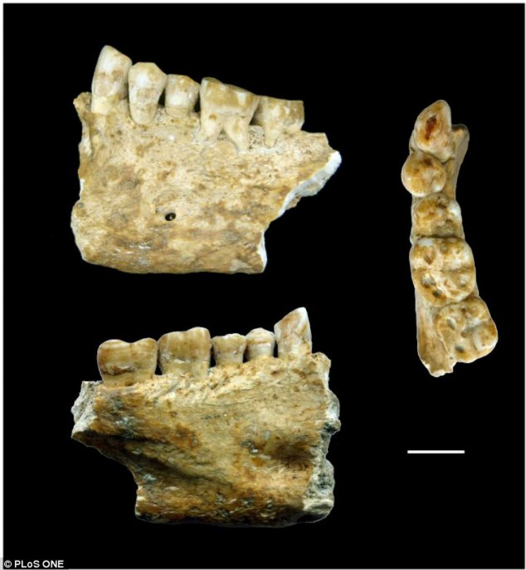 Pred 6500 leti zobna zalivka iz čebeljega voska