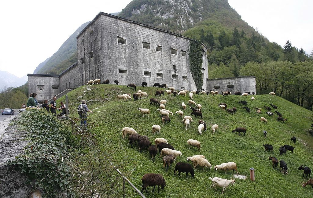 FOTO: Mangart ovčicam pomahal v slovo