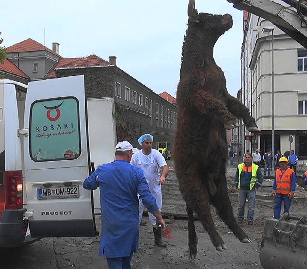 Bika po begu iz klavnice ubili v centru Maribora
