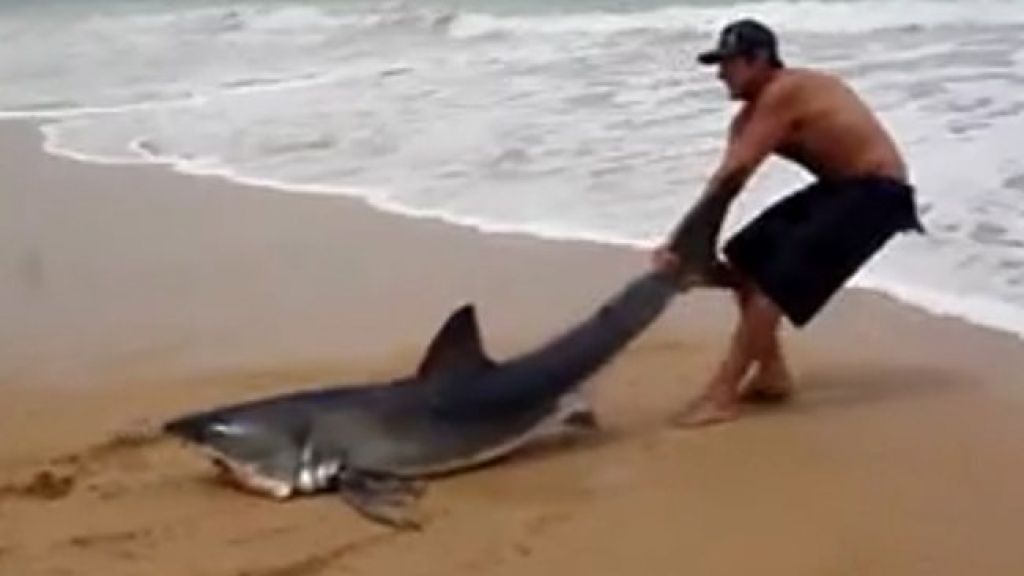 Avstralec za rep zvlekel  morskega psa v morje