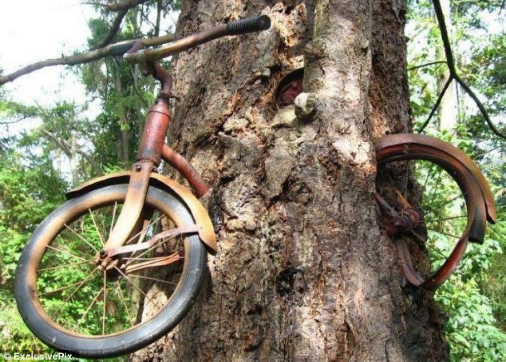 Kolo z Vashon Islanda se je zaraslo z drevesom