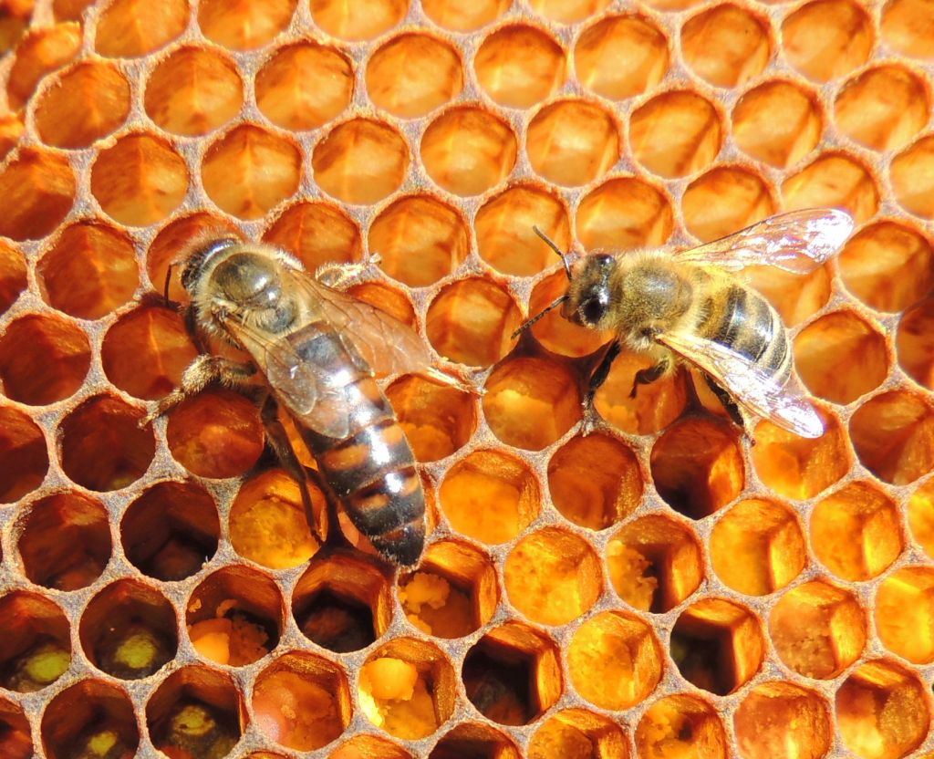 Za kilogram medu čebele obletijo svet