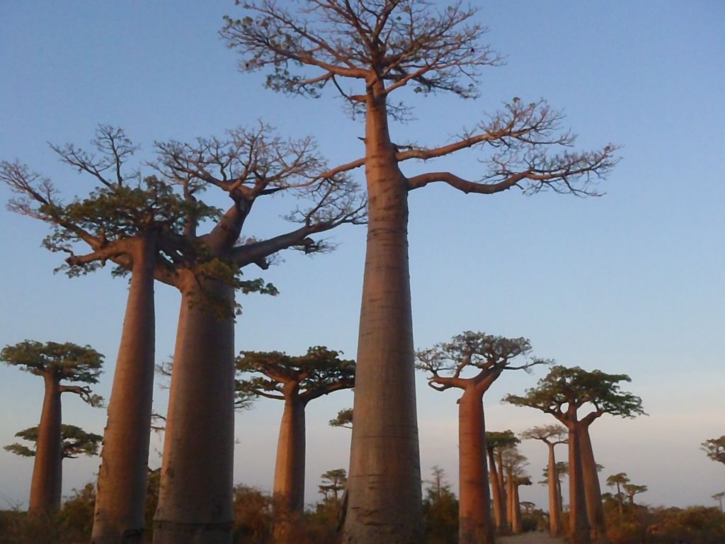Baobabi: za kazen so obrnjeni narobe