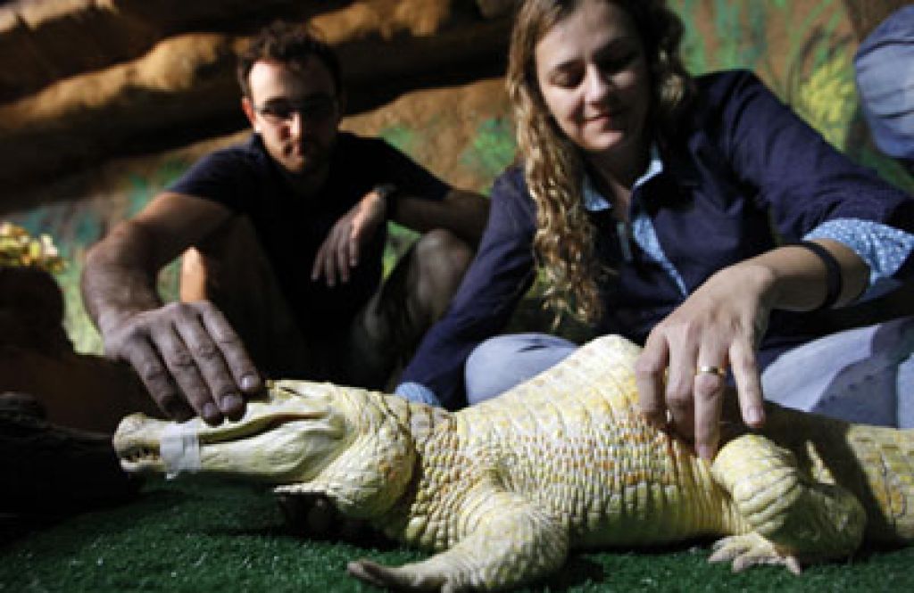 VIDEO: Albino aligatorja Bineta zdravijo z akupunkturo