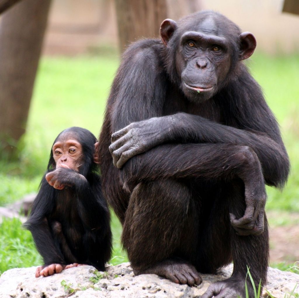 Ljudje smo potomci šimpanzov in pujsov?!