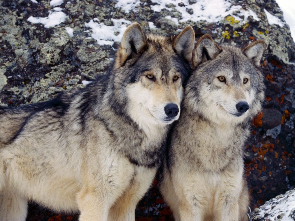 Dva ducata kojotov in nič volkov