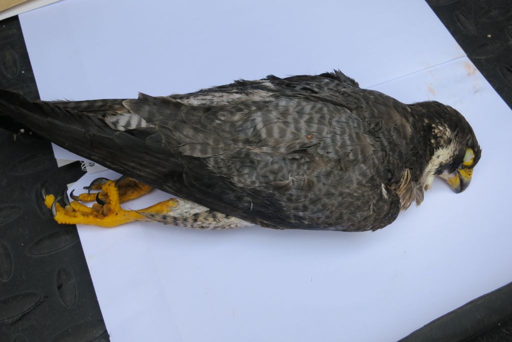 Ubila zaščiteno ptico, pa jima jo je ukradel