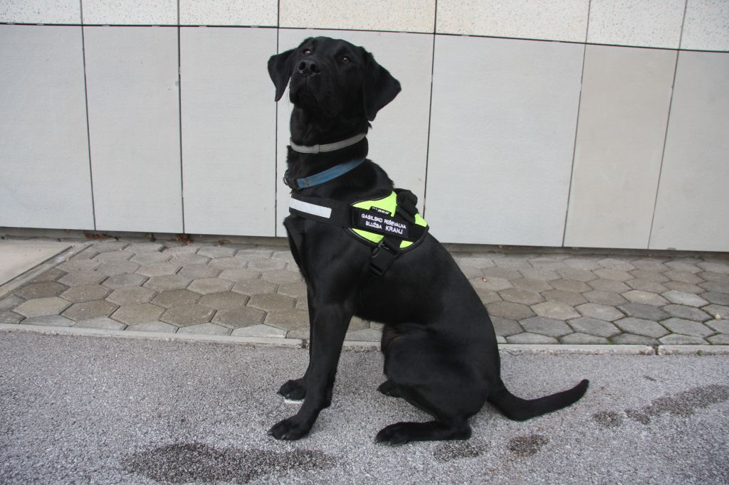 Prvi gasilski pes  v Sloveniji je Tana
