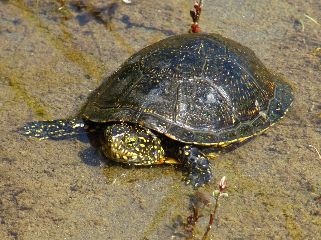 Trdovratne rdečevratke ogrožajo našo želvico