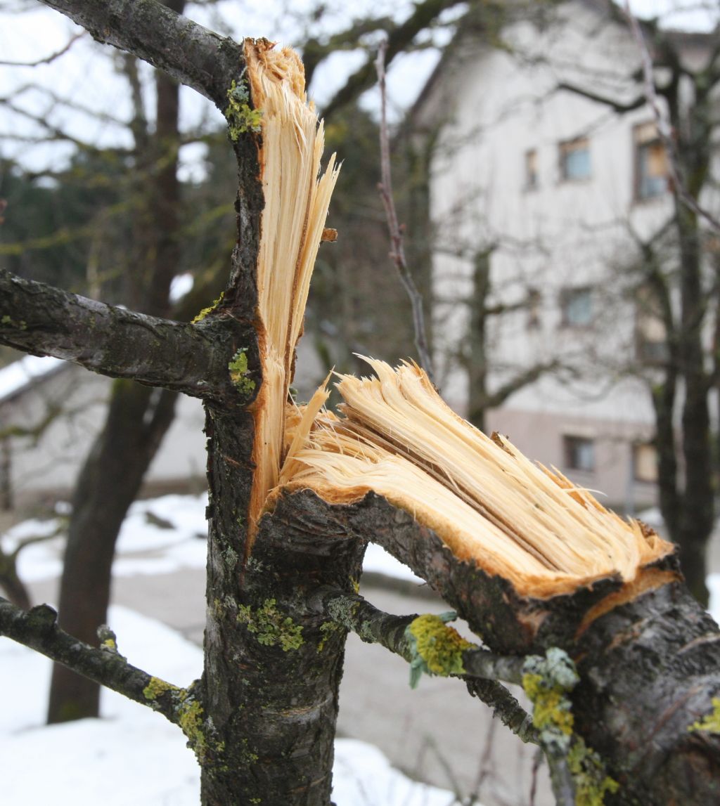 Na sprehodu ne pozabite: viseča drevesa žledoloma so smrtno nevarna 