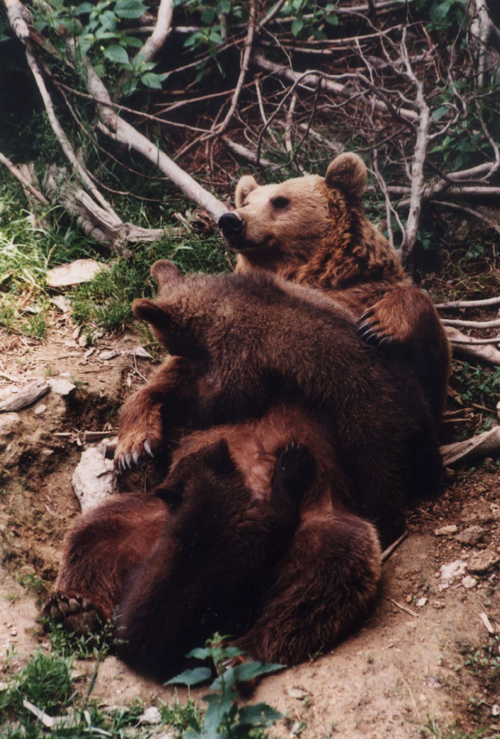 Medvedka z mladičema je ustavila spravilo lesa