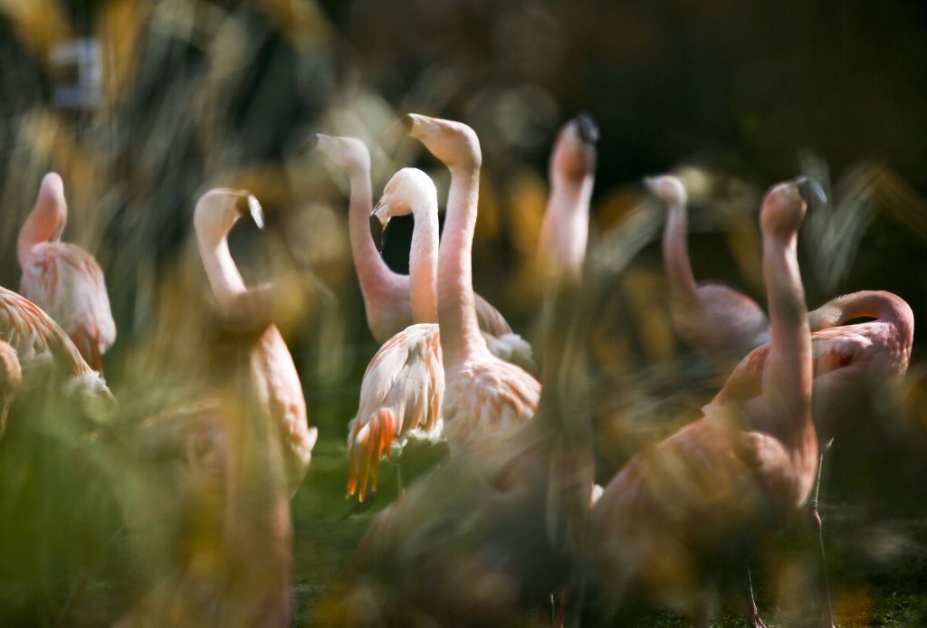 V nemškem živalskem vrtu obglavili 15 flamingov