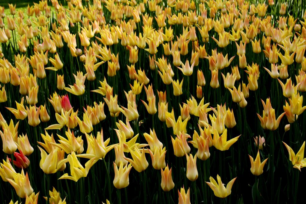 Med tulipani bodo oživele tudi bajke
