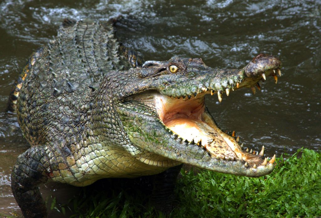 Debelušna Rusinja je pomendrala krokodila