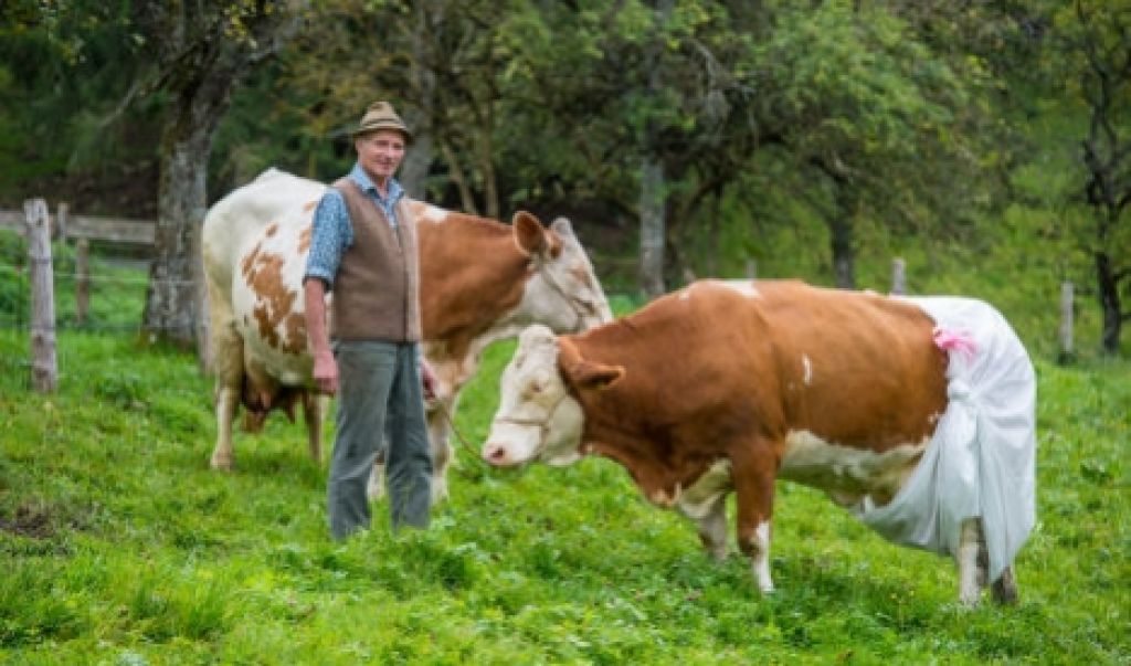 EU ukazuje, kako naj kakajo krave