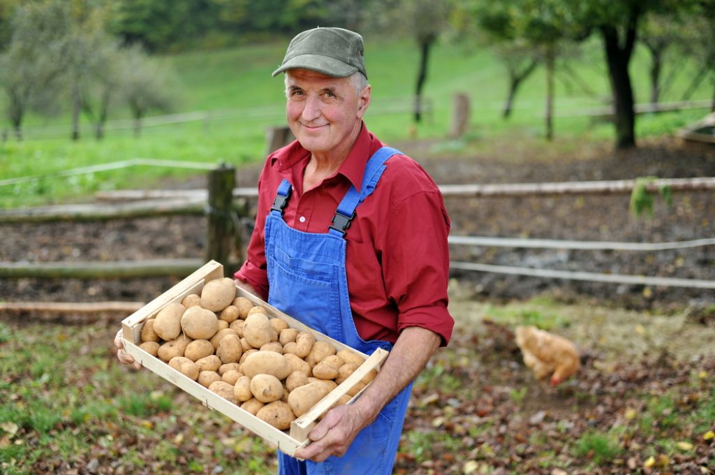 Kmetje krompir puščajo na poljih