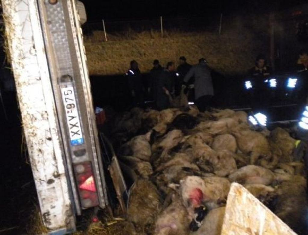 Za trk in poginule ovce kriv pijan policist